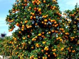 Kinh nghiệm chọn cây Quất đẹp cho ngày tết