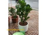 Tham khảo ngay địa chỉ chuyên cung cấp cây xanh văn phòng Bình Thạnh