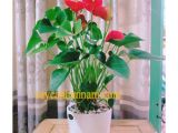 Tìm hiểu chọn mua cây để bàn giá tốt - cây đẹp dáng xinh