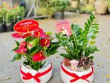 Nghệ Thuật Chọn Cây Chúc Mừng Khai Trương Đẹp Và Ý Nghĩa 2026