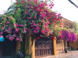 Biến Sân Vườn Thành Thiên Đường Với Hoa Giấy Leo Và Chanh Mỹ